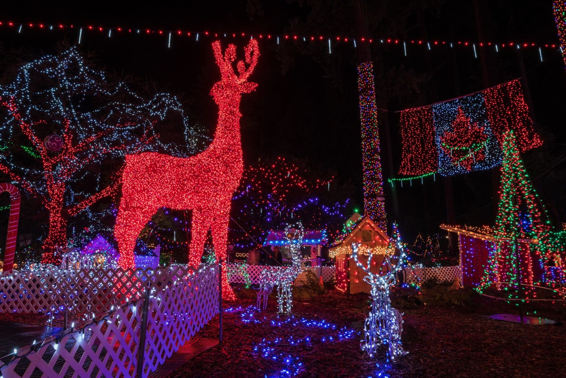 밴쿠버의 전통 Bright Nights, 새로운 터전에서 빛나는 이유는?-이미지