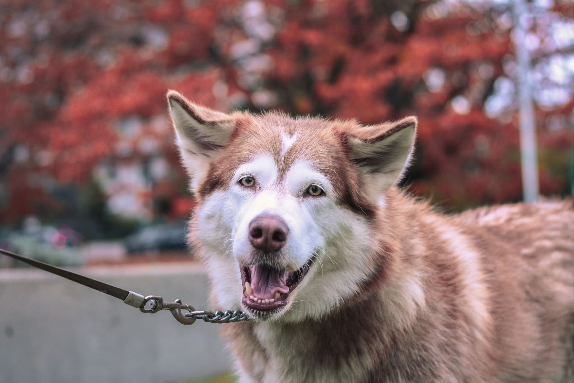 가을 단풍이 마법 같은 밴쿠버 반려견 공원 베스트 5-이미지
