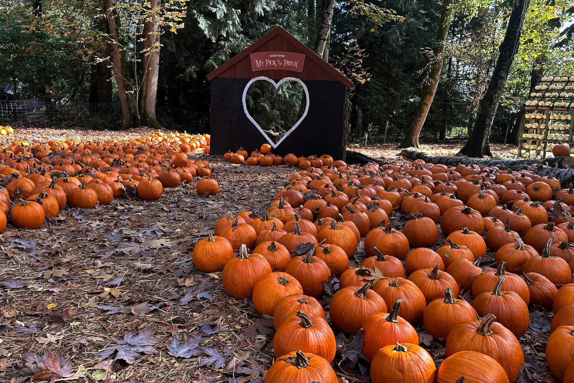 밴쿠버 근교에서 가을 정취를 만끽할 13곳의 완벽한 호박 농장 추천!-이미지