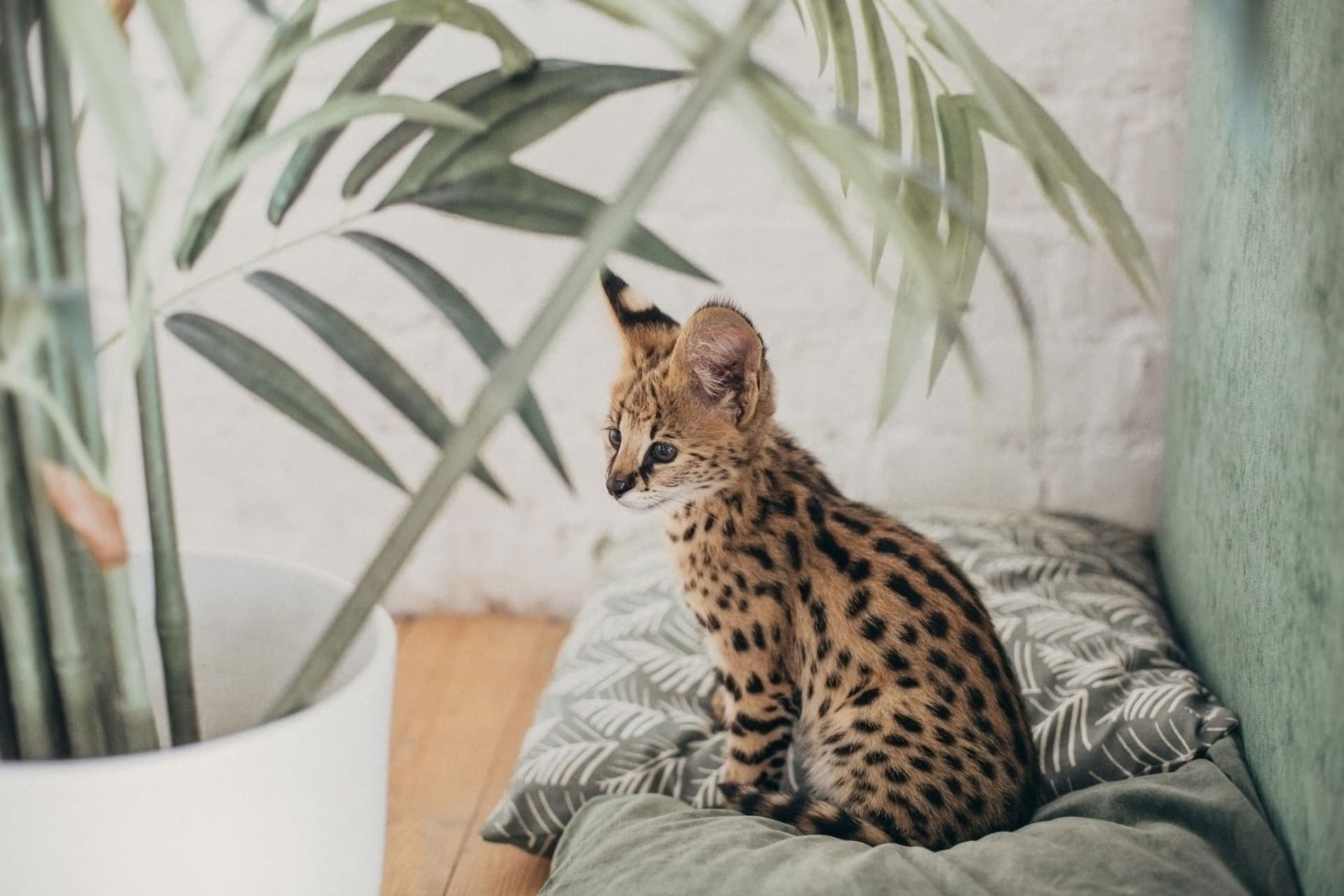 https://display.dailyhive.com/uploads/2025/09/Shutterstock_2183619983.jpg