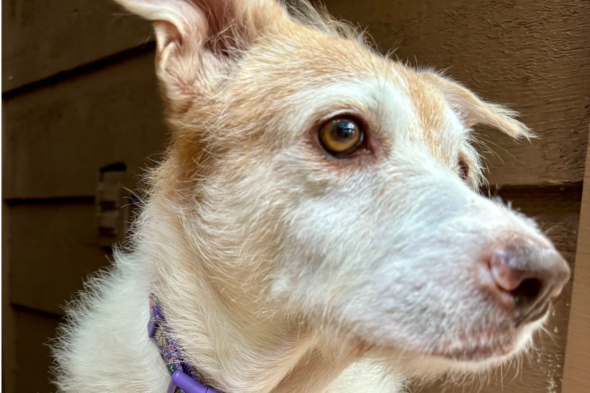 밴쿠버에서 반려견이 탄 현대차가 도난당하다, 다행히 무사히 구조-이미지