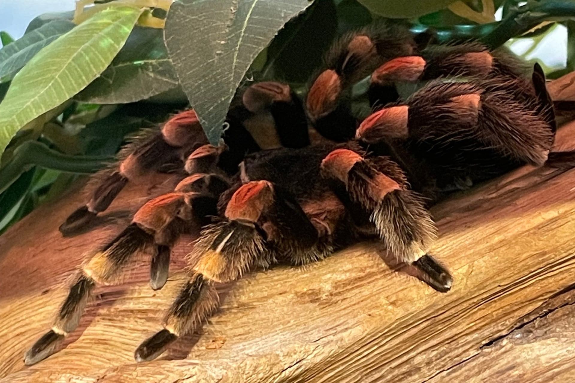 사랑받던 거미 대사 '루비', 20년의 여정 마치다-이미지