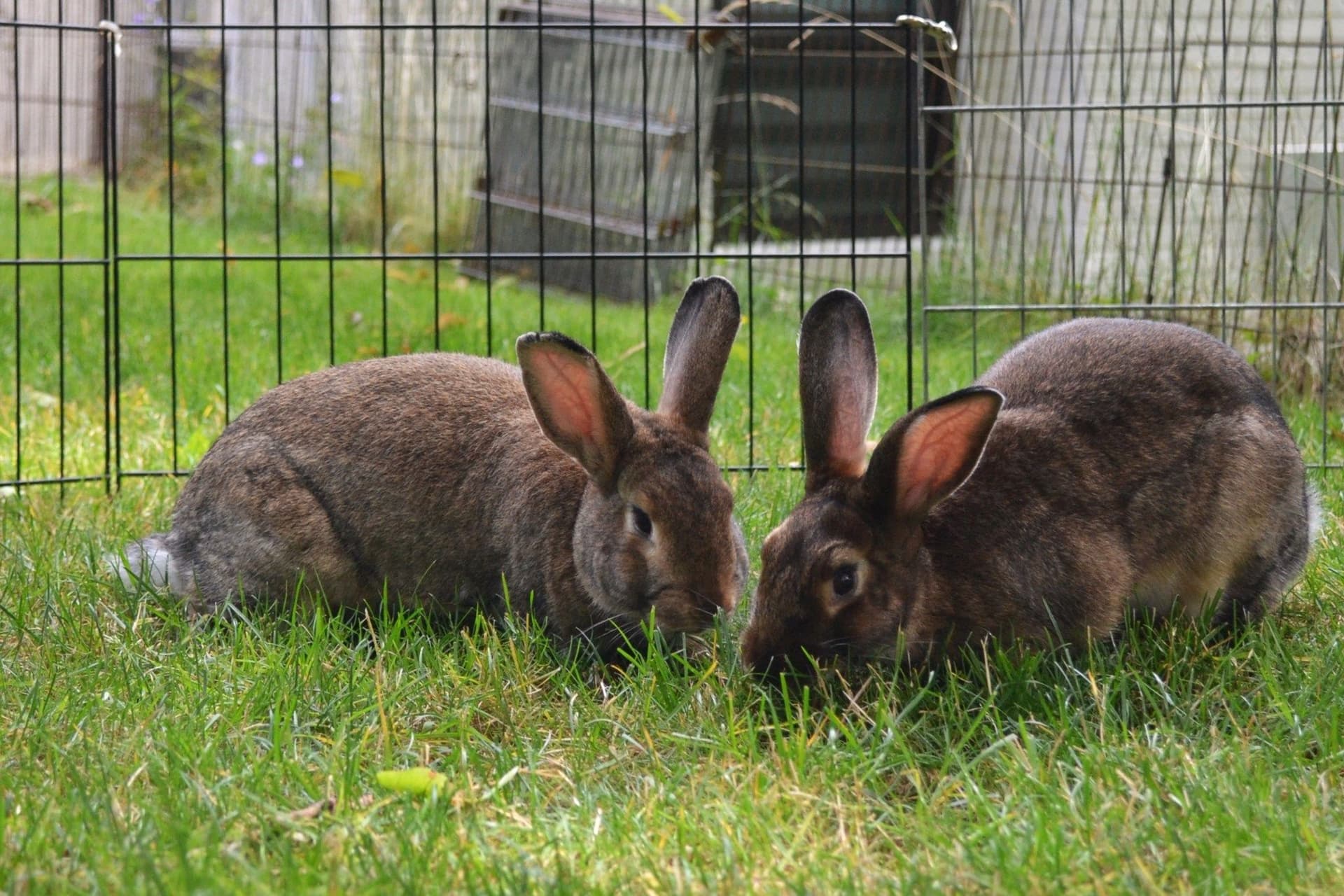 밴쿠버에서 가을을 맞아 열리는 귀여운 토끼 축제, 'Hoppy Hour'로 특별한 경험을!-이미지