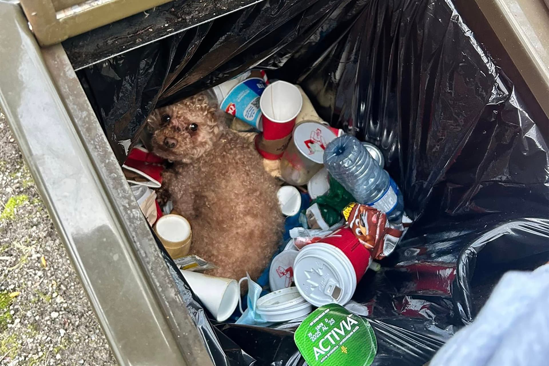 https://images.dailyhive.com/20250404112128/dog-garbage-camosun-bog.jpg