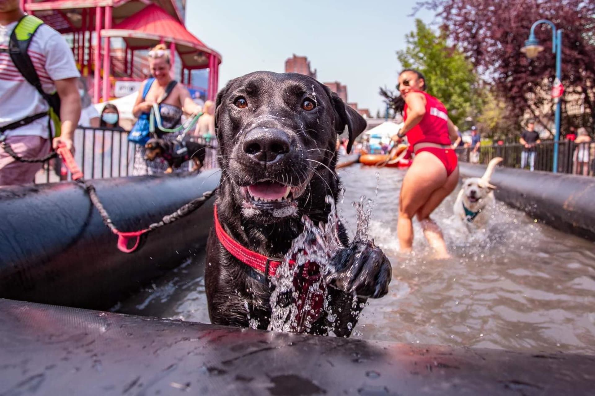 https://images.dailyhive.com/20250411131536/Dog-festival-Vancouver-2.jpg