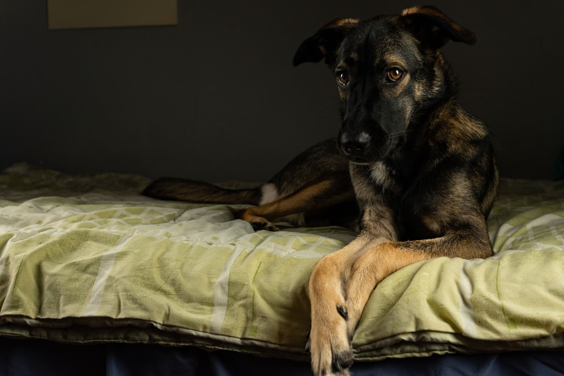 https://images.dailyhive.com/20250425135528/bc-strata-dog.jpg