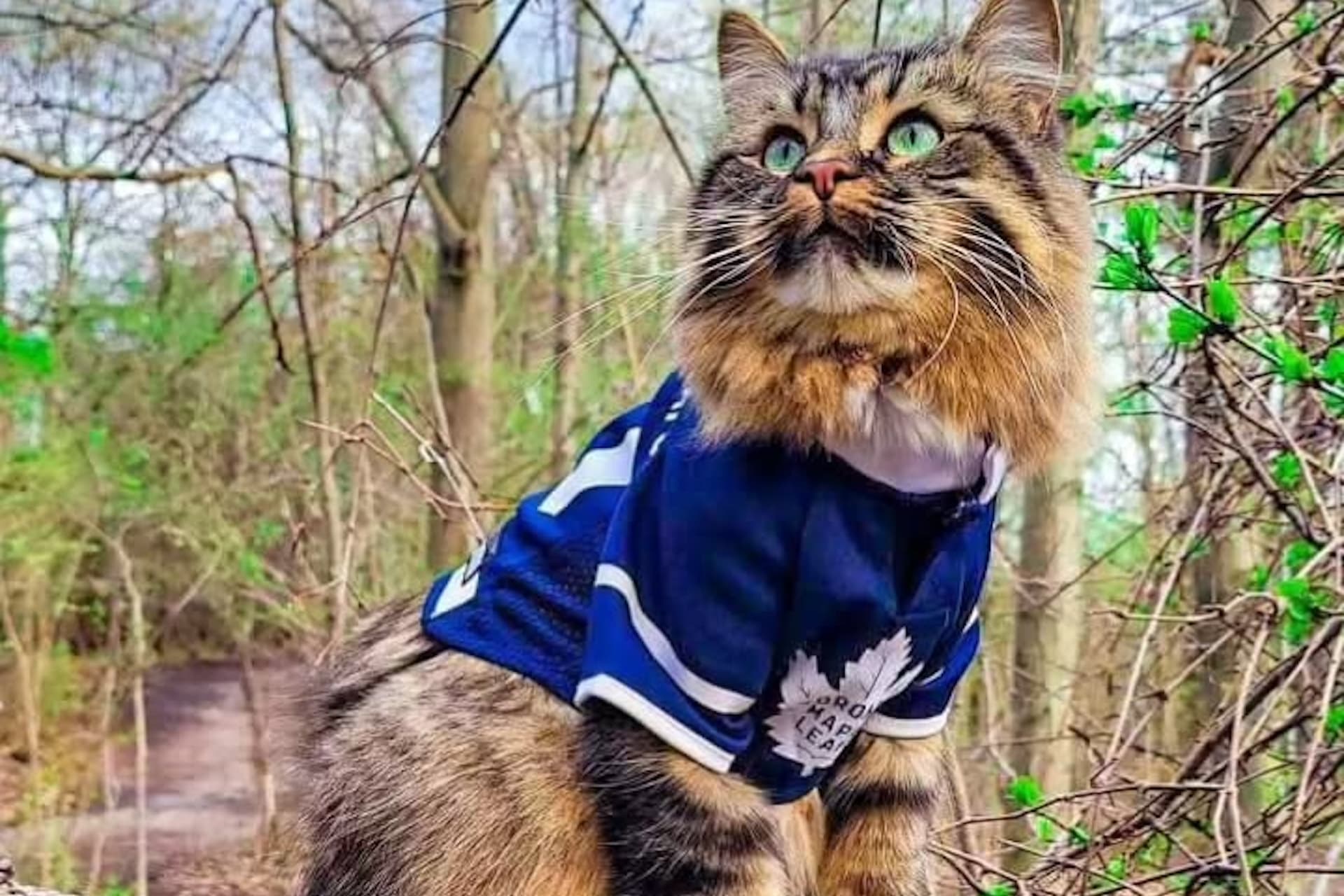 https://images.dailyhive.com/20250516105228/toronto-maple-leafs-cat.jpeg