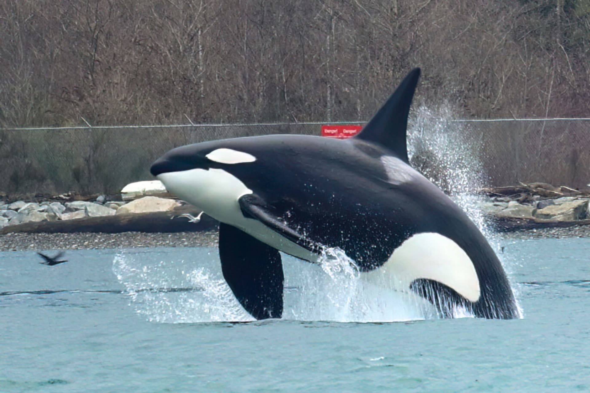 https://images.dailyhive.com/20250516120812/Vancouver-whale-watching.jpg