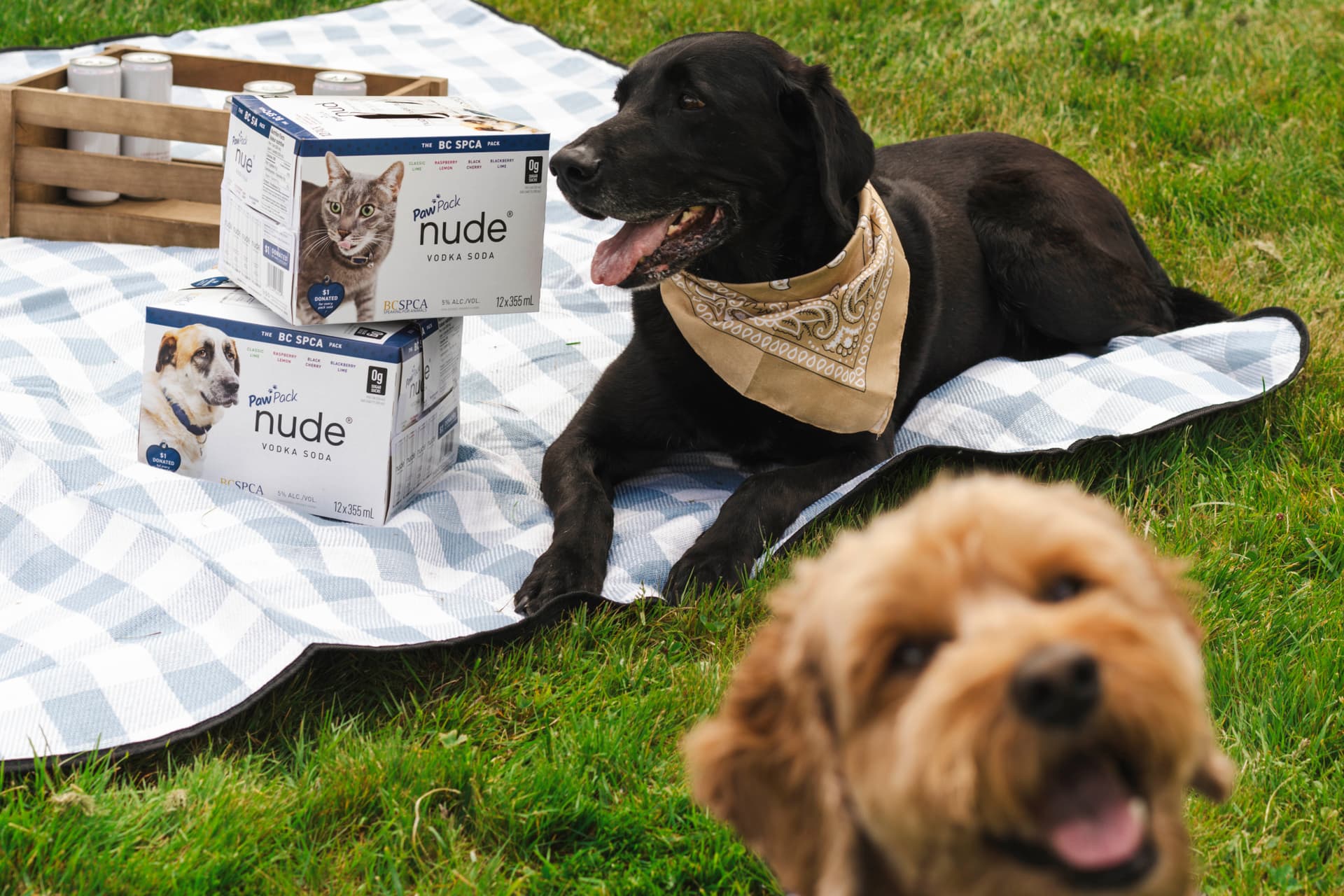 https://images.dailyhive.com/20250530075216/20250530-NudexBCSPCA-1.jpg