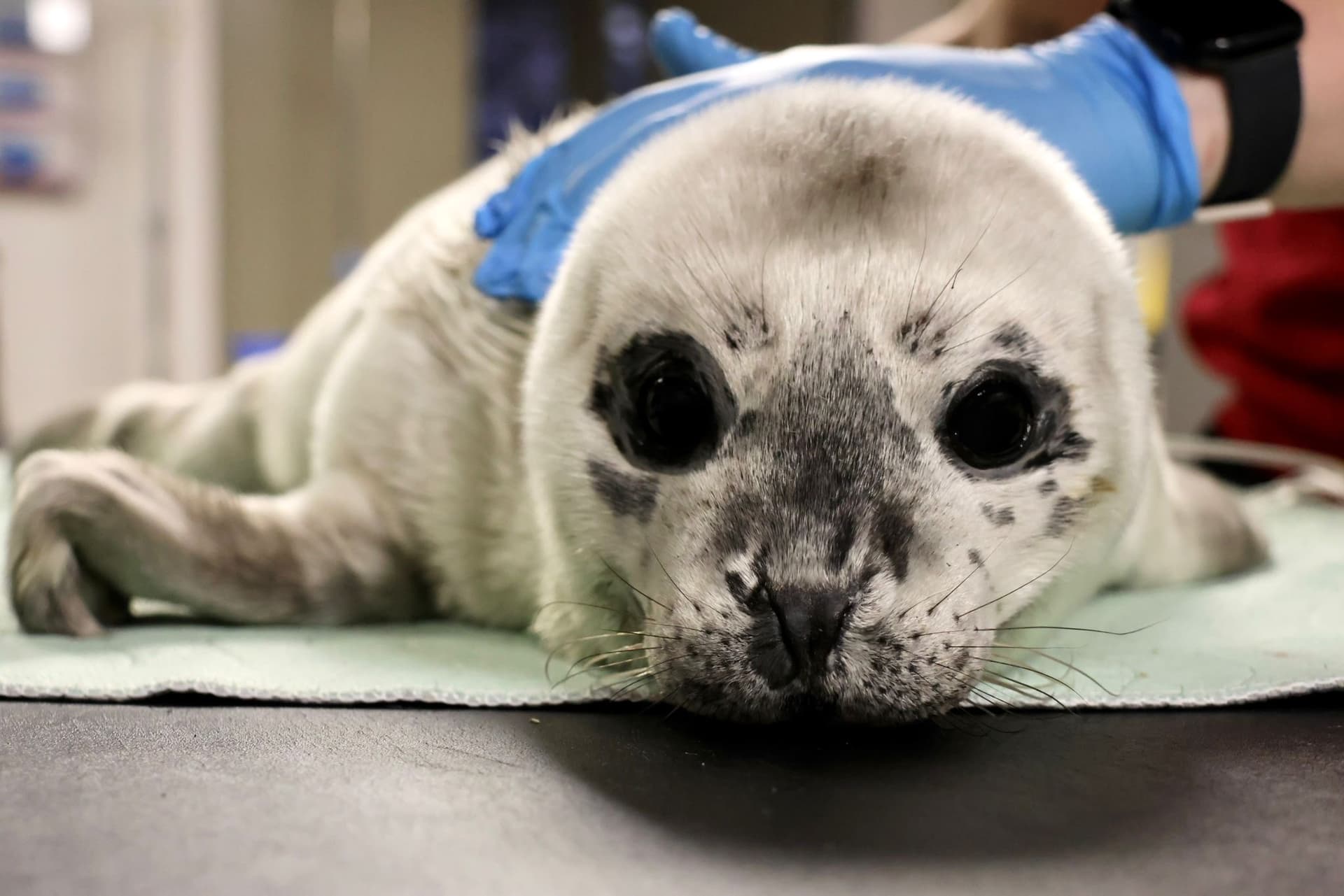 https://images.dailyhive.com/20250530161804/Rescued-seal-pup-2.jpg
