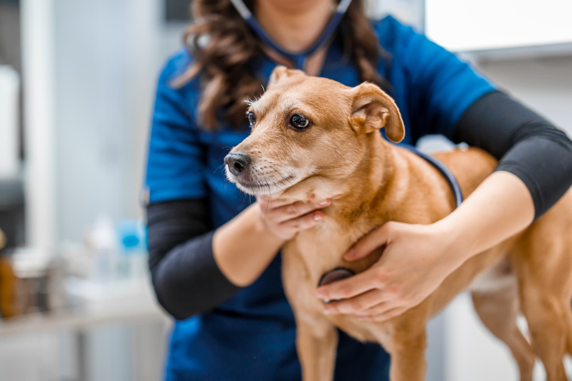 https://images.dailyhive.com/20250605152300/dog-owner.jpg