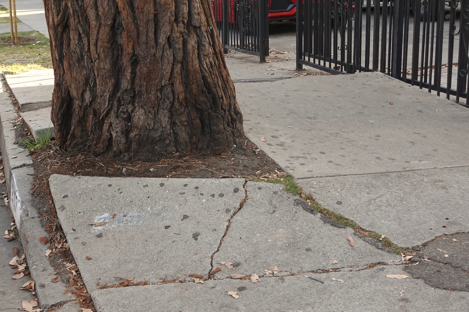 https://images.dailyhive.com/20250616143132/tree-roots-sidewalk-damage-crack-f.jpg