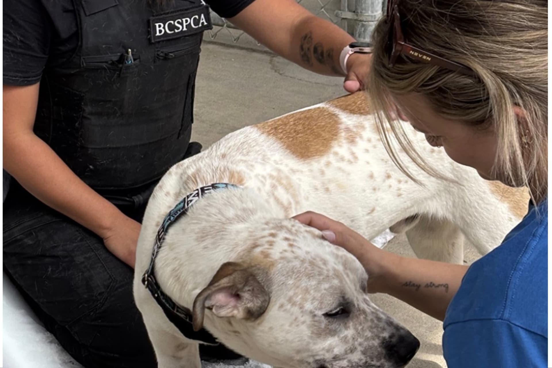 https://images.dailyhive.com/20250620121740/bc-spca-jobs.jpg