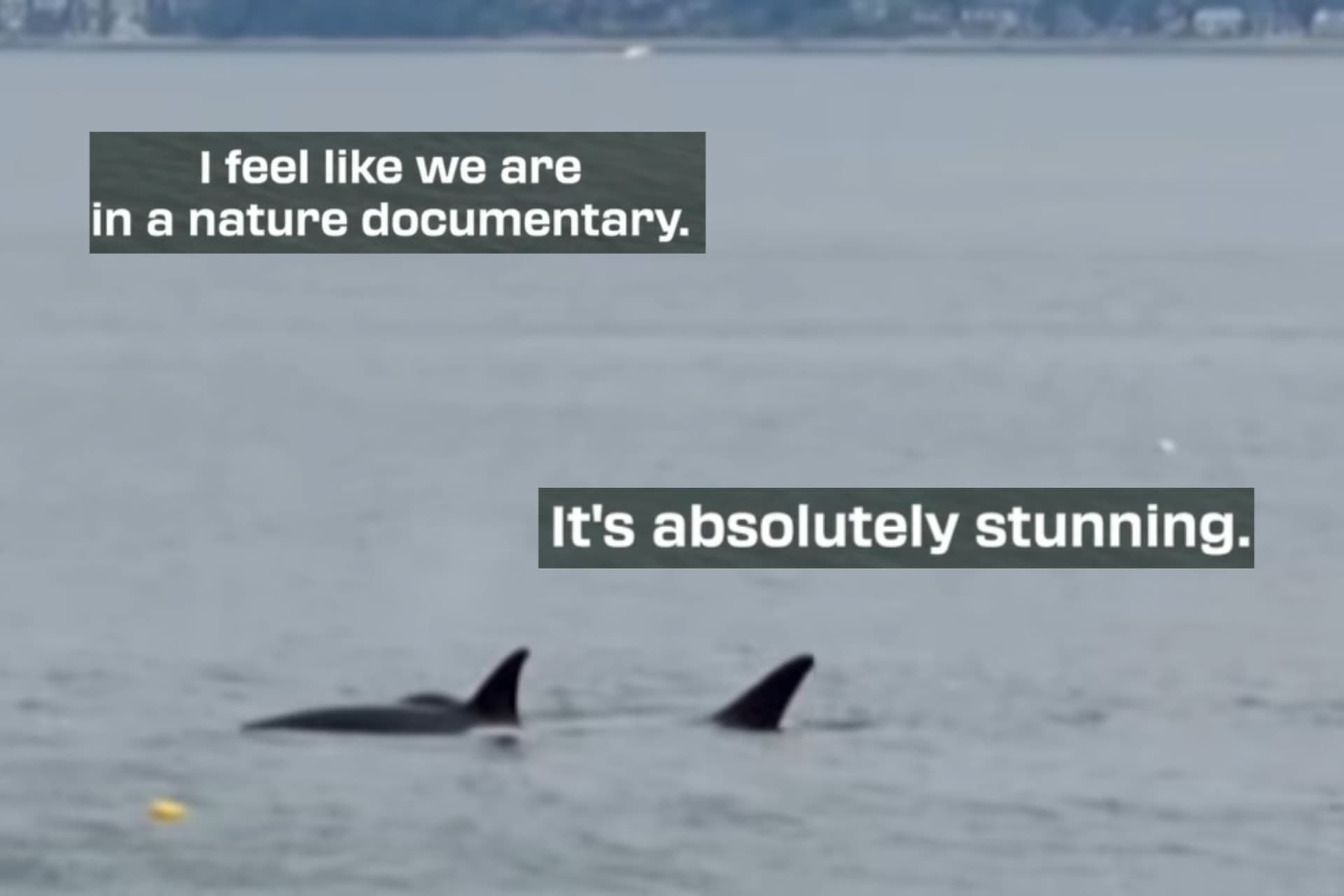https://images.dailyhive.com/20250625154403/Vancouver-orcas-.jpg