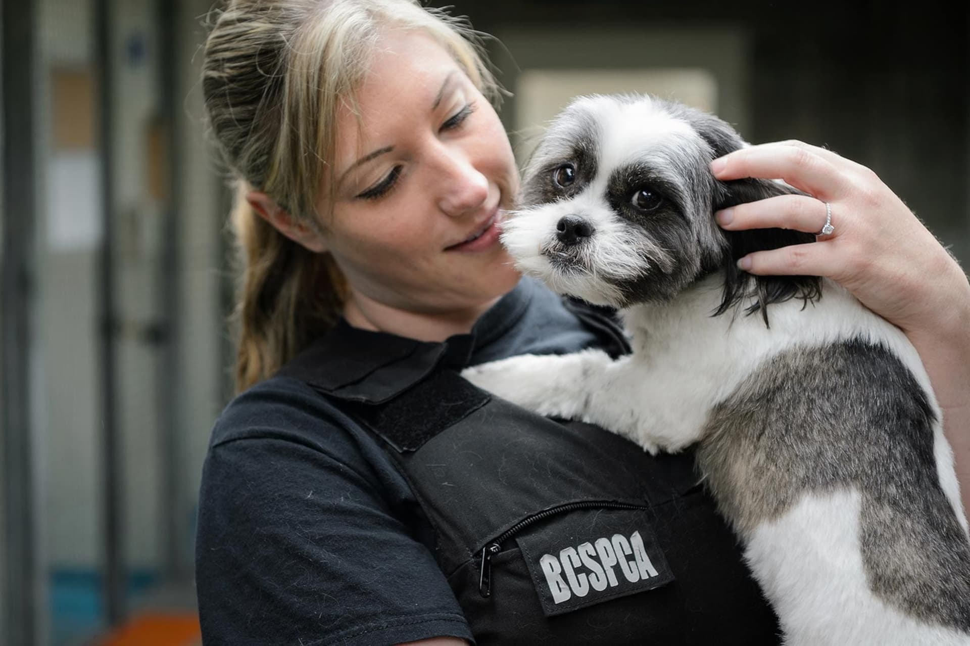https://images.dailyhive.com/20250707153557/BC-SPCA.jpg