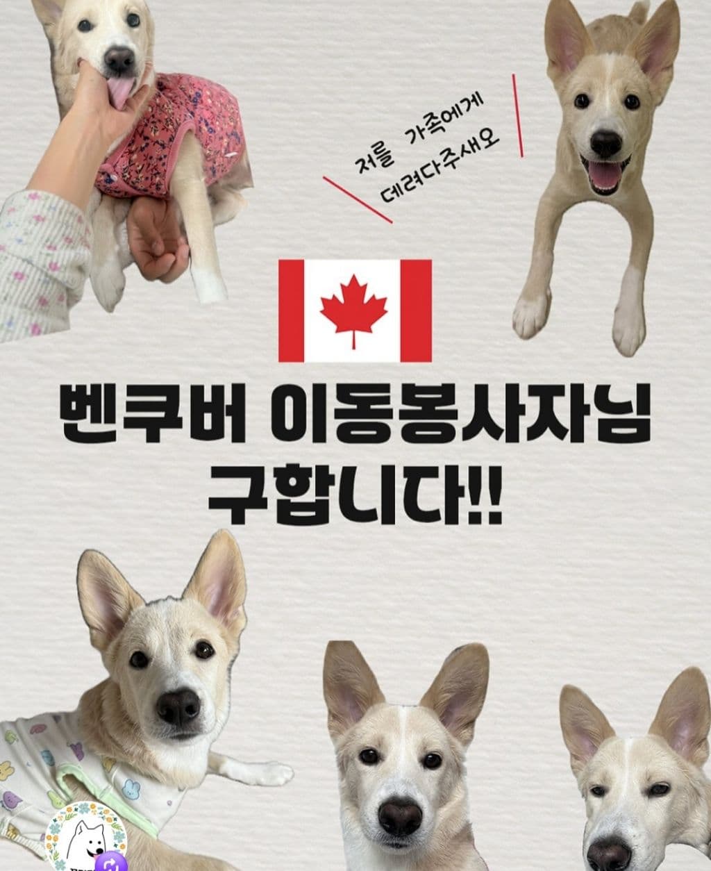 ✈️ 한국에서 밴쿠버(YVR)로 오는 아이의 '견생역전' 이동 천사가 되어주세요!!!-이미지