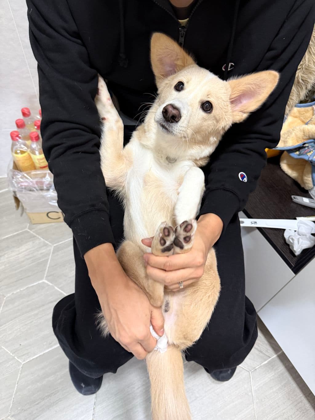 ✈️ 한국에서 밴쿠버(YVR)로 오는 아이의 '견생역전' 이동 천사가 되어주세요!!!-이미지